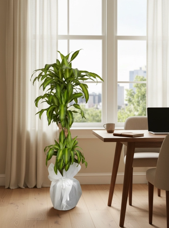 3'Lü Büyük Yucca Çiçeği