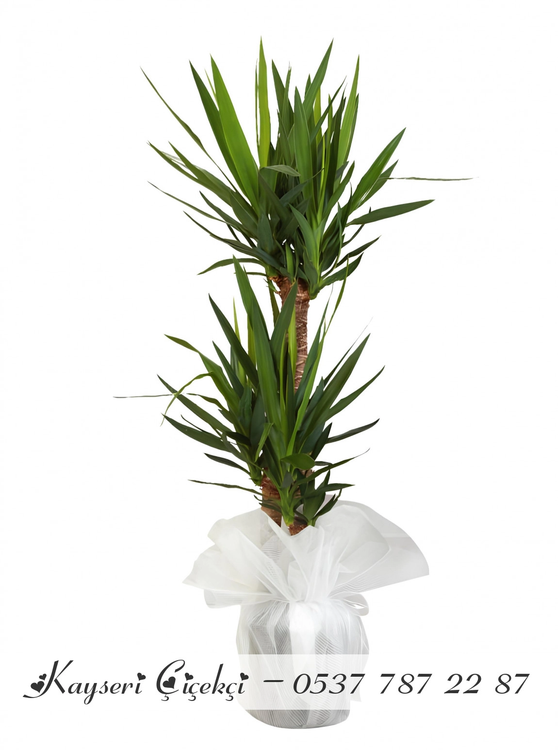 2'Li Büyük Yucca  Çiçeği
