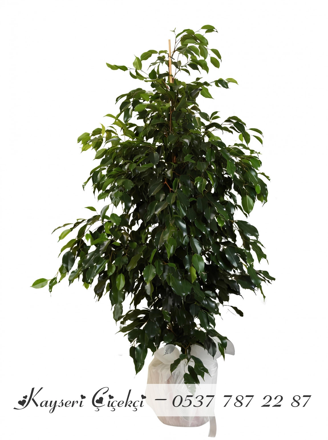 Büyük Boy Ficus Benjamin