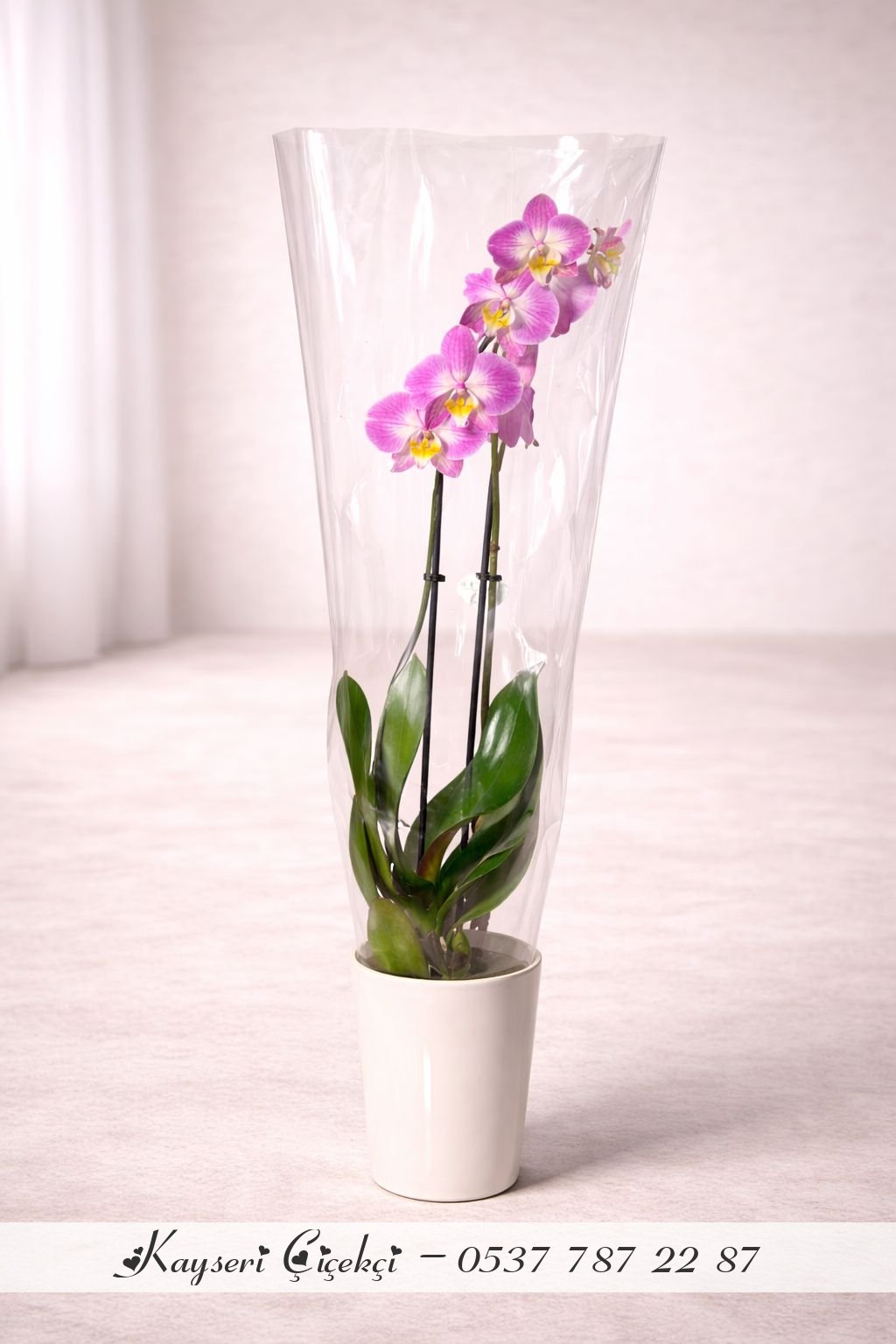 Büyük Boy İthal 2 Dallı Mor Orkide