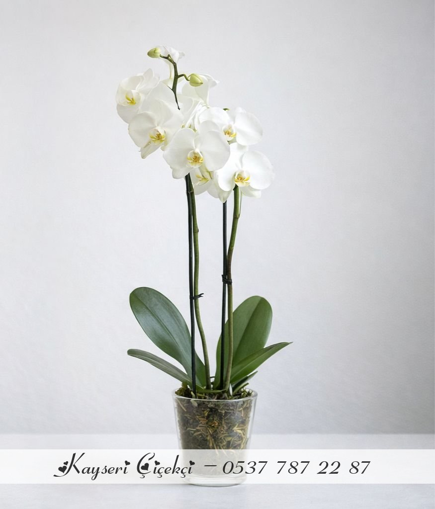 Büyük Boy İthal 2 Dallı Premium Beyaz Orkide