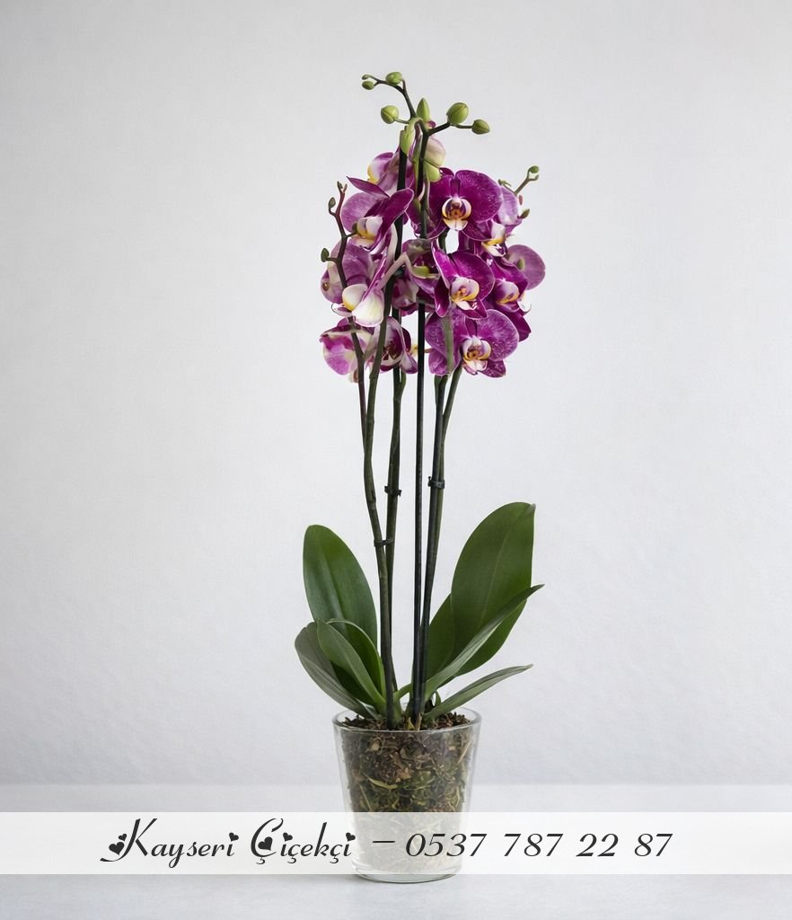 Büyük Boy İthal 2 Dallı Premium Çift Renk Orkide