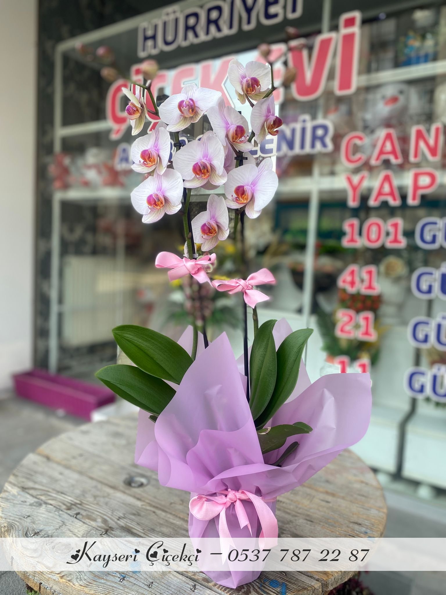 Çift Dal Ithal Lila Orkide