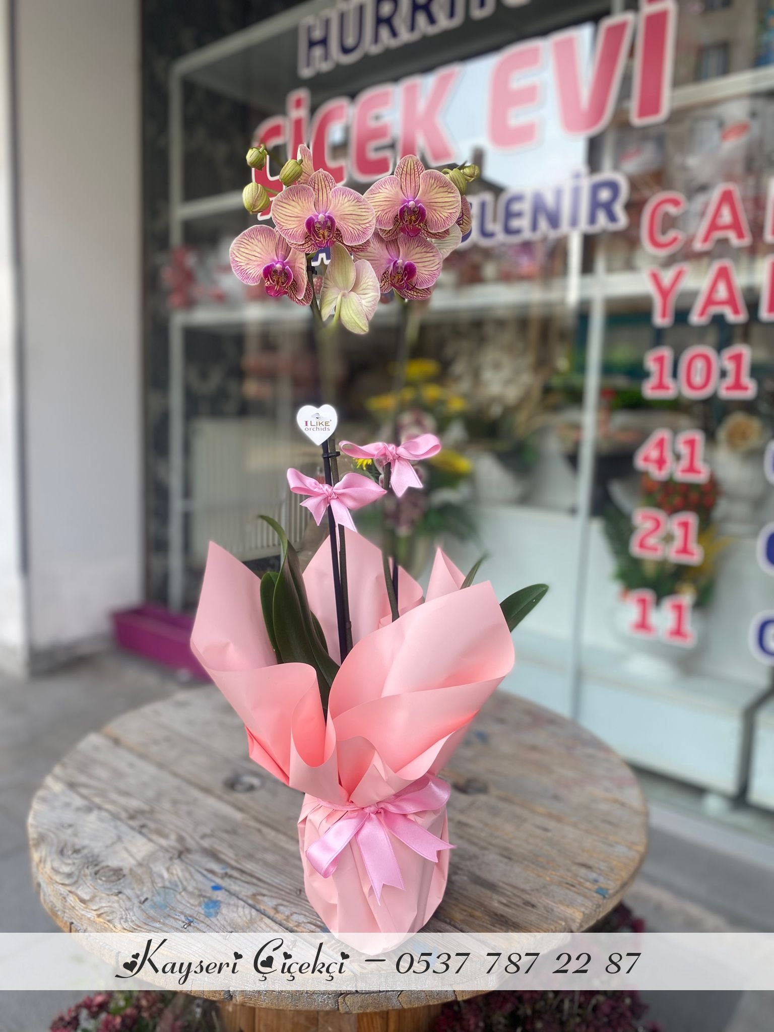 Çift Dal Ithal Yavruağzı Orkide