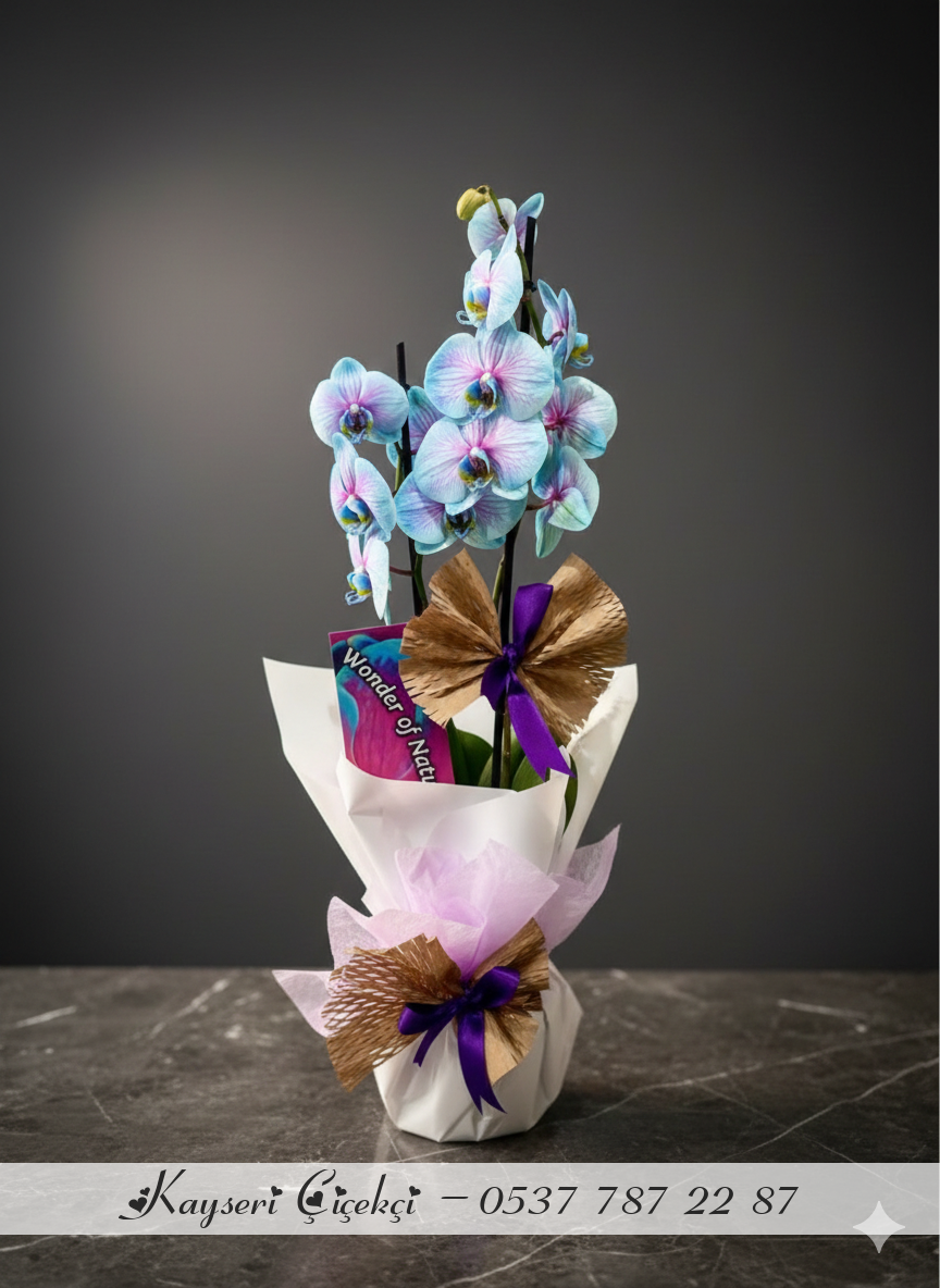 Büyük Boy İthal 2 Dallı Çift Renk Orkide