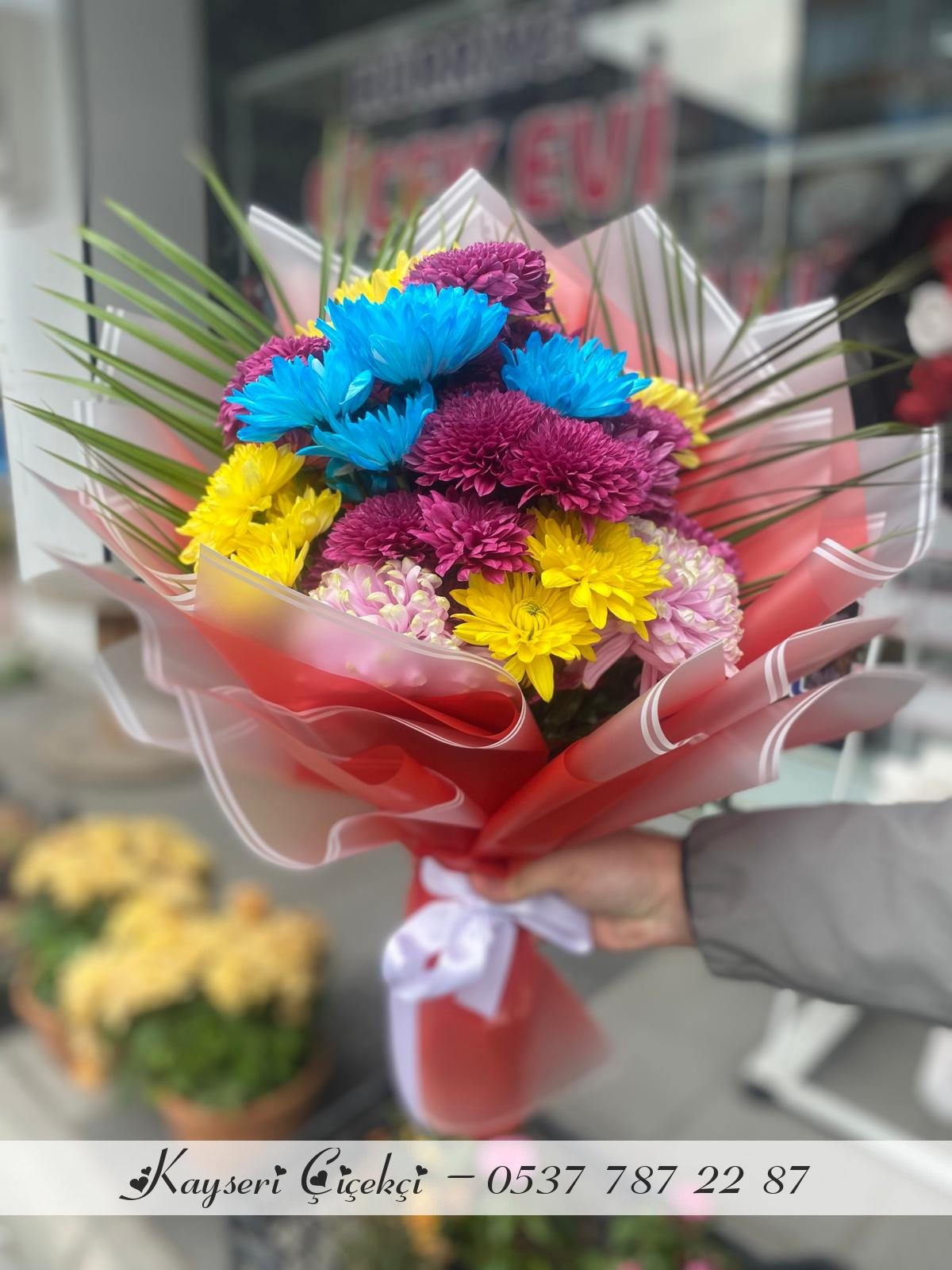 Karışık Kasımpatı 