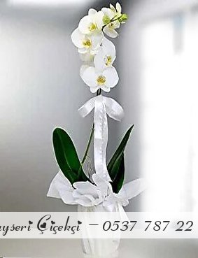 Tel Dal Beyaz Orkide