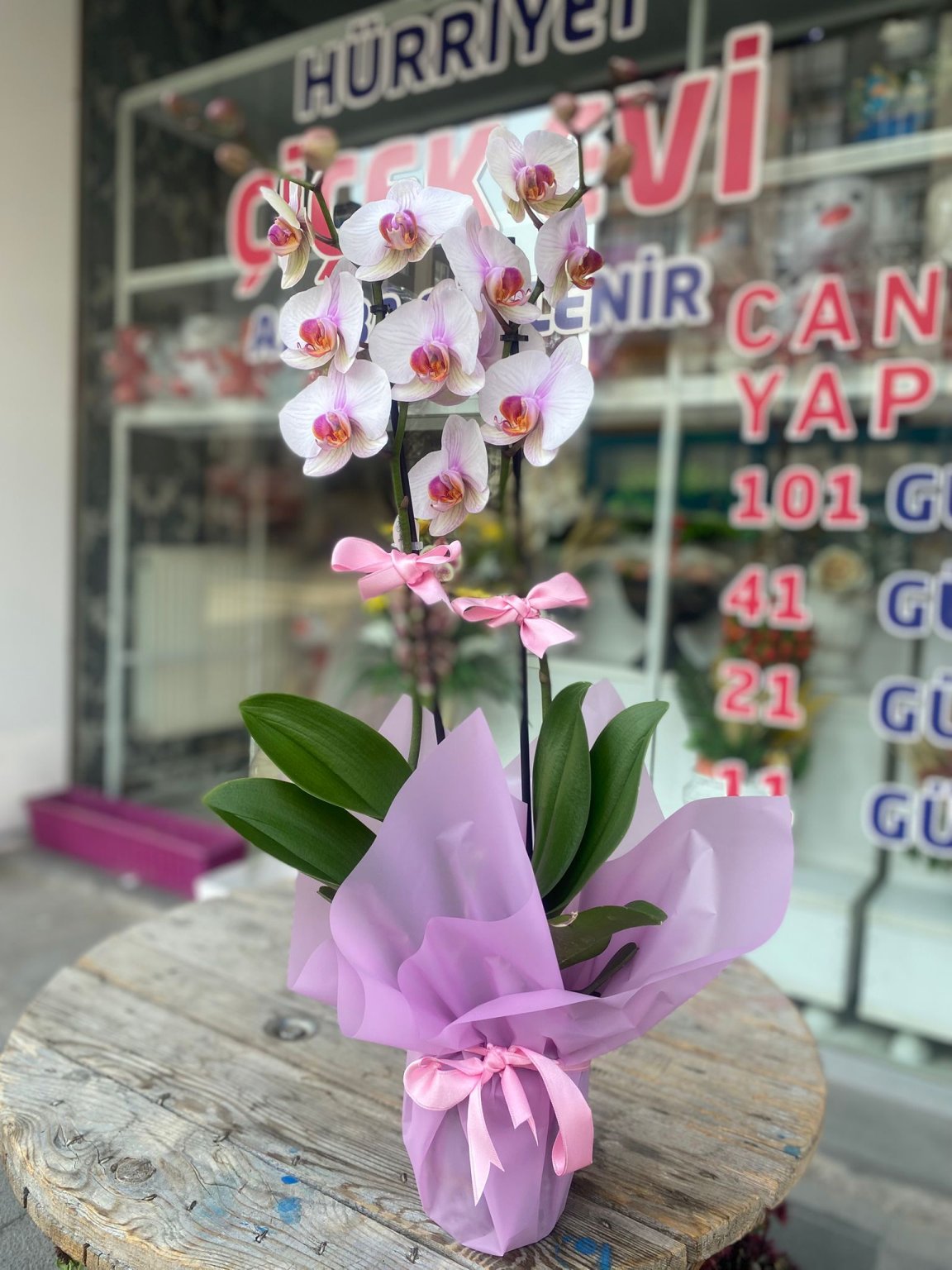 Çift Dal Ithal Lila Orkide