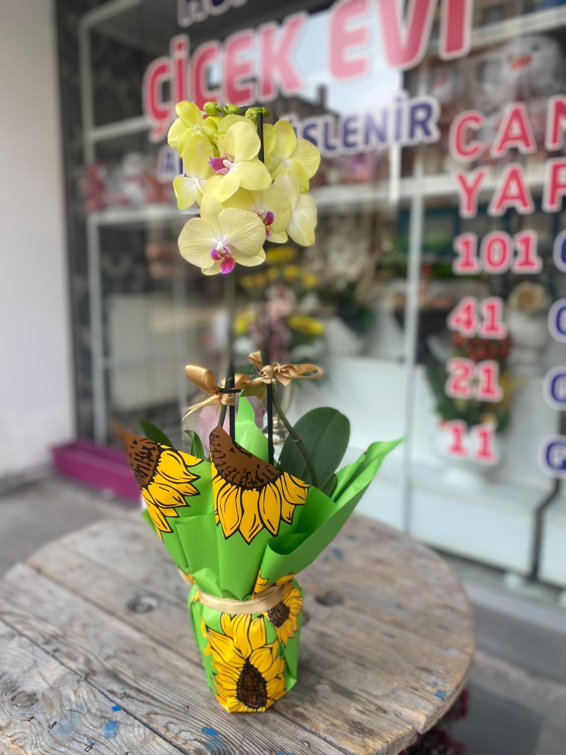 Çift Dal Ithal Sarı Orkide