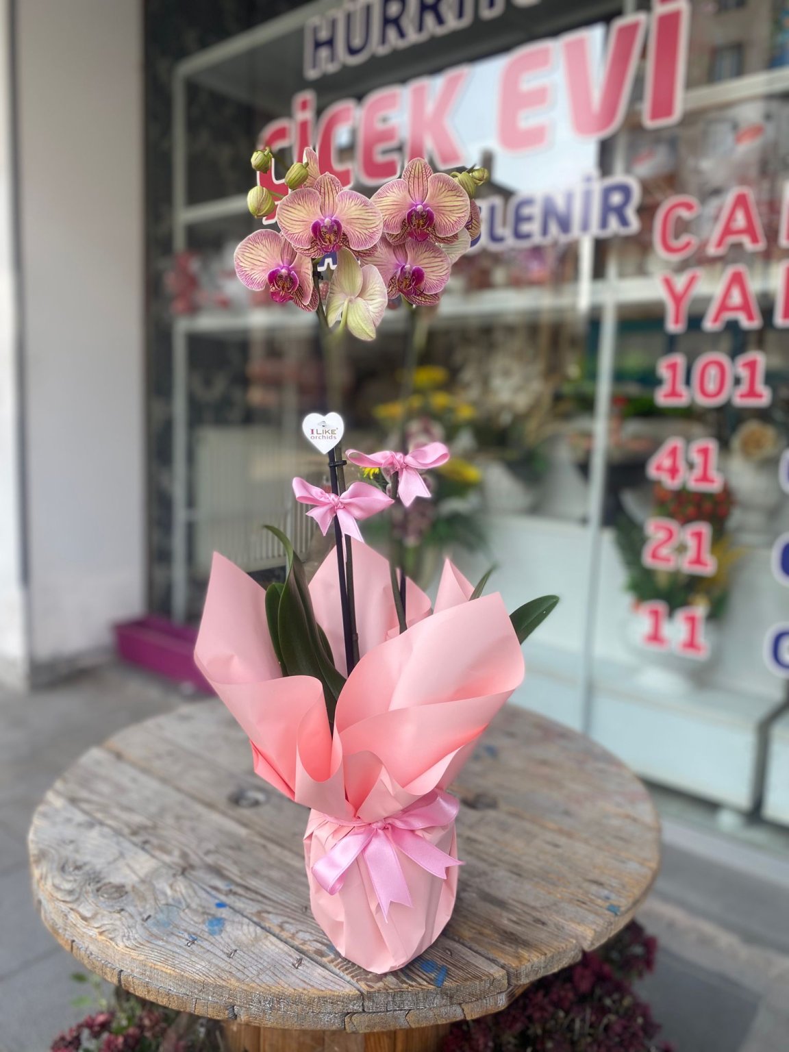 Çift Dal Ithal Yavruağzı Orkide