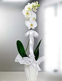 Tel Dal Beyaz Orkide